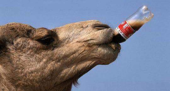 Coca cola and tapal